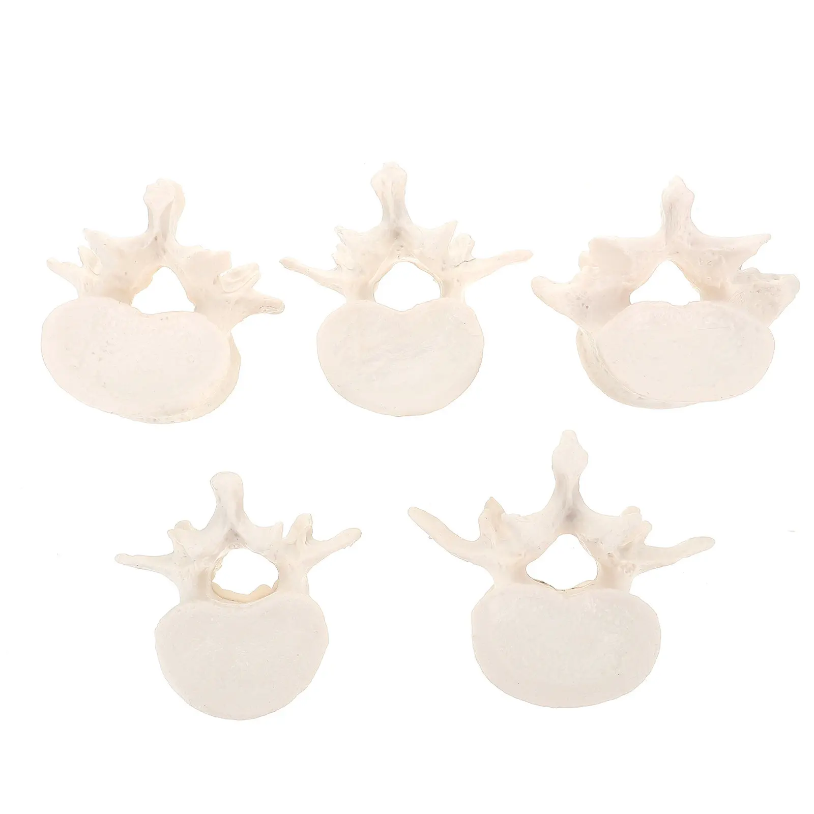 

1Set Lumbar Vertebral Size Demonstration for Teaching Anatomy Human Lumbar Spine Educational