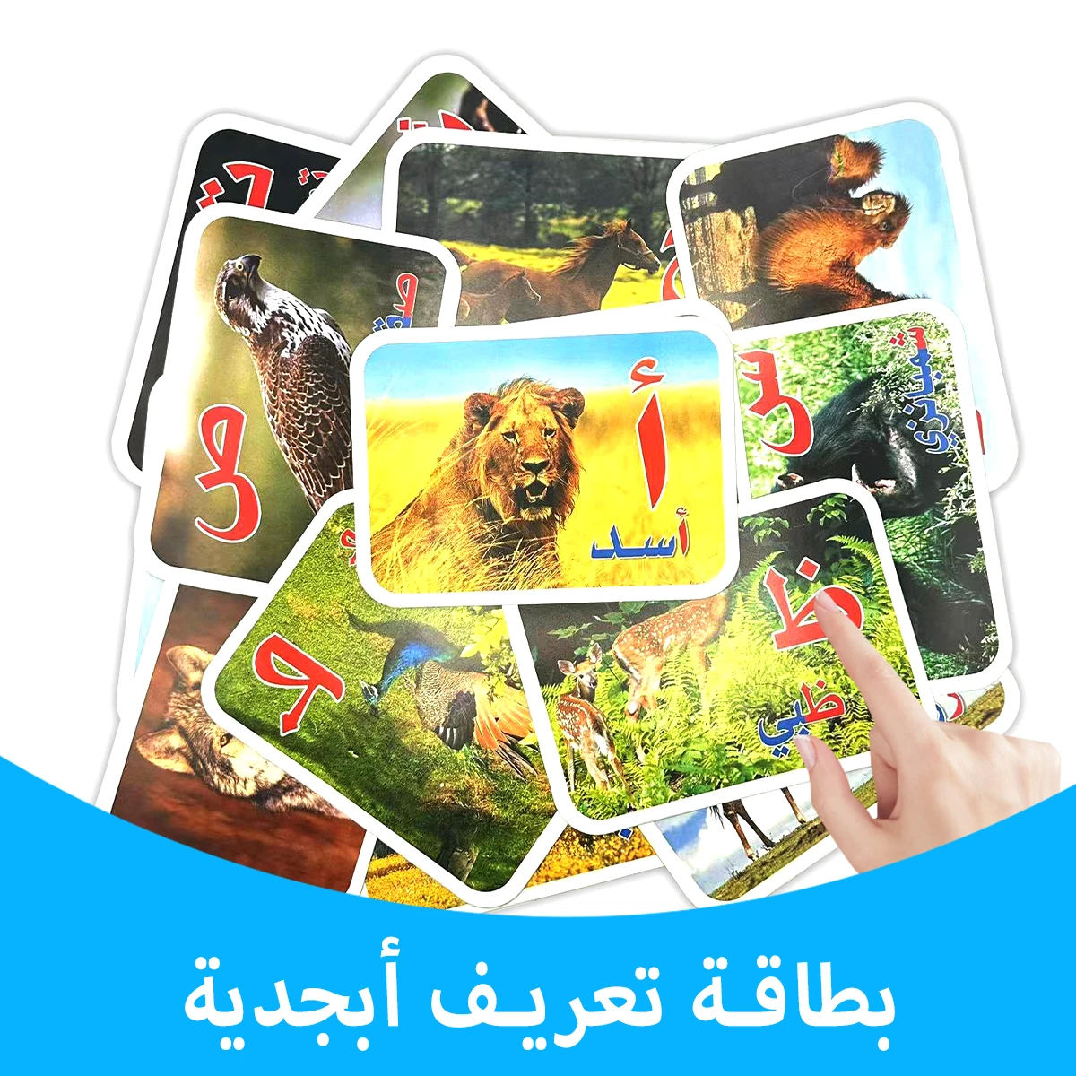 

Animal-themed Arabic learning cards - Children's letter flash cards, loose-leaf ring educational cards, popular early education