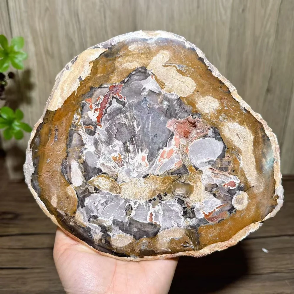 

Unique Natural Stone Petrified Wood Raw Slab Stone Reiki Ornament,Recent Crystal Decorative Gifts For Parents,Healing Crystal