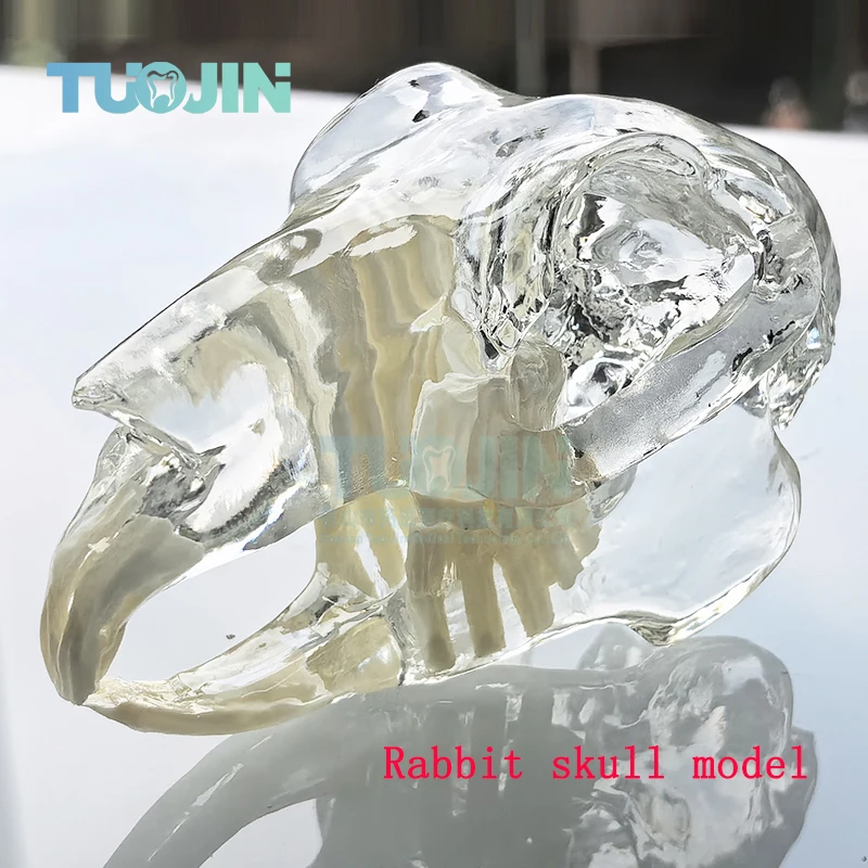 Transparent Rabbit Skull Teeth Anatomical Model Dental Animals Oral Tooth Jaw for Veterinary Educational Anatomy Decoration Demo