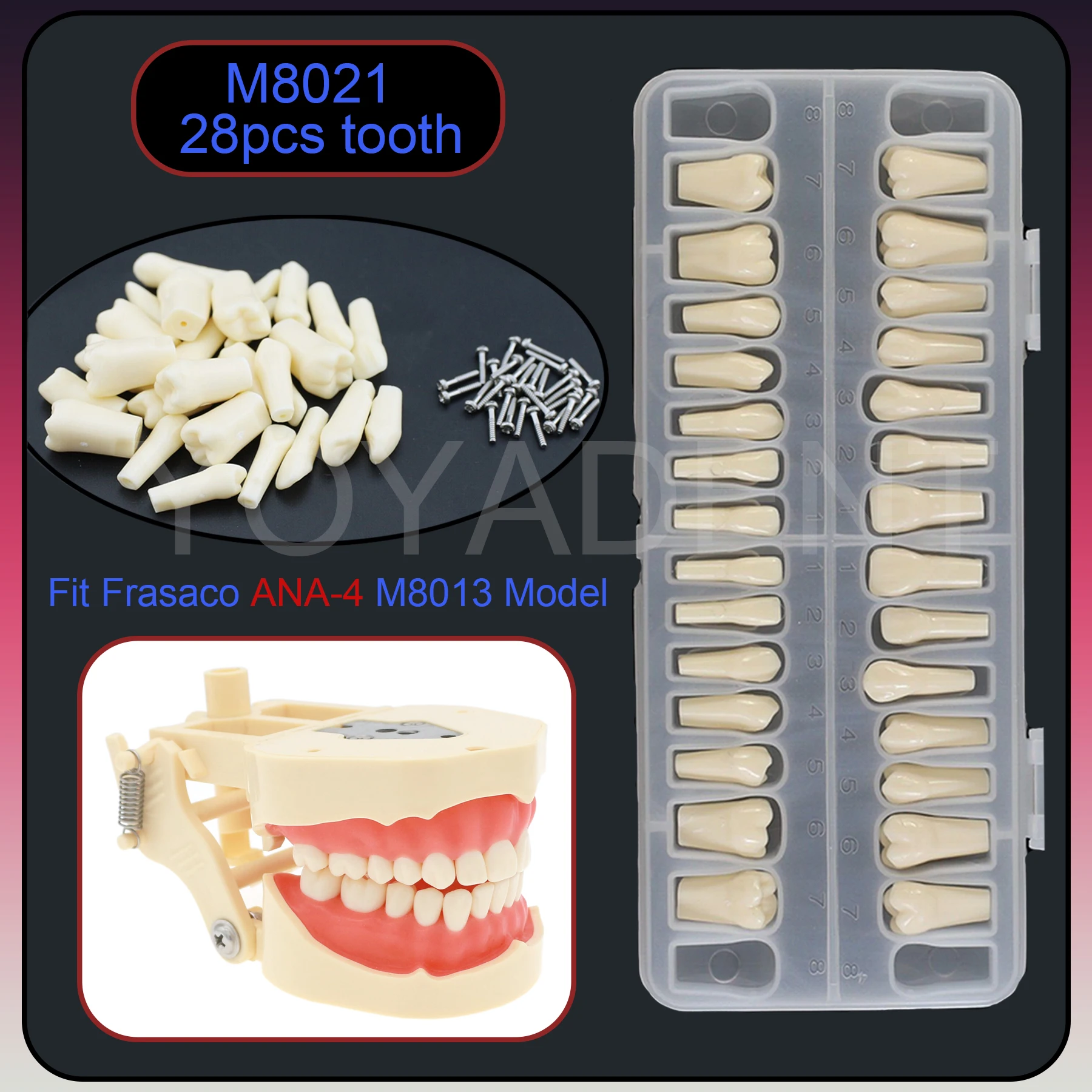 

Dental 28Pcs Replacement Tooth Particles Fit Frasaco ANKA-4 Type Teeth Model For Dental Preparation Teaching Resin Material