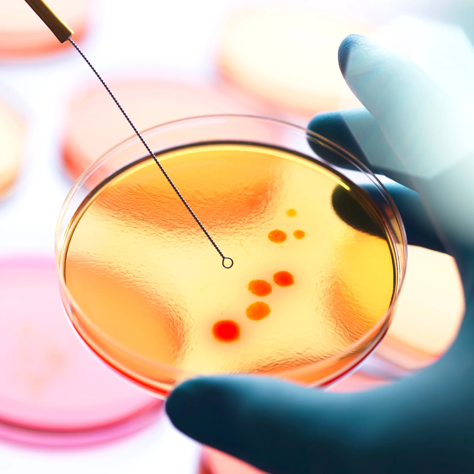 

20 Pcs Nutrient Agar Prepoured Petri Plates Plates Petri Dishes for Laboratory Experiment Science Research Cell Culture Storage