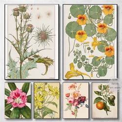 Botanical Illustration Nouveau Flowers Thistle Nasturtium Art Poster Canvas Painting Wall Prints Picture Living Room Home Decor