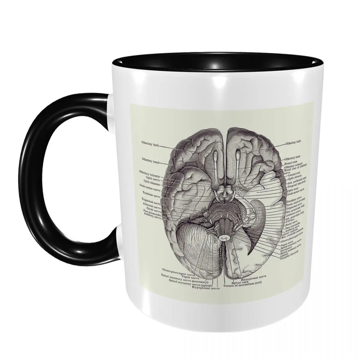 Brain Nervous System Diagram - Vintage Anatomy Mug Funny Ceramic Coffee Cups Tea Mugs Milk Cup Drinkware Gift for Woman Man