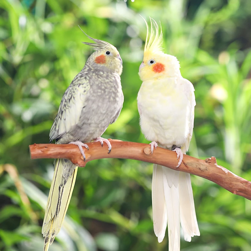 Natural Parrot Stan…
