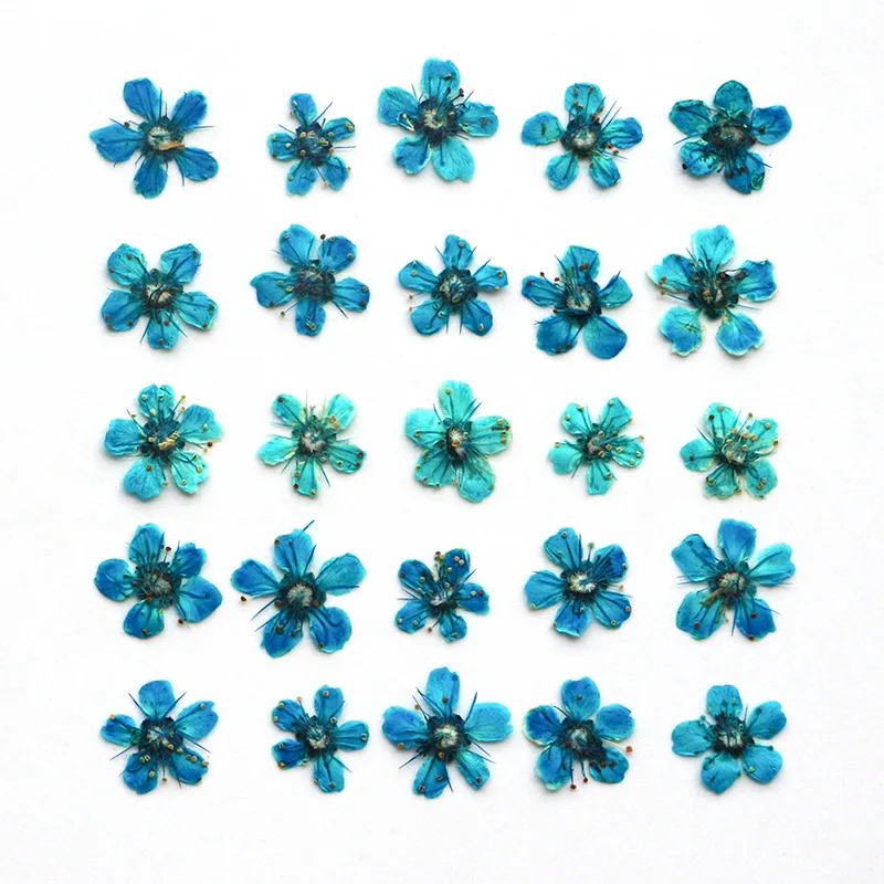 0.5-1cm/12pcs,Pressed mini Dyed blue Pyracantha flower petals,dried flower DIY drop glue jewelry phone case facial petal makeup