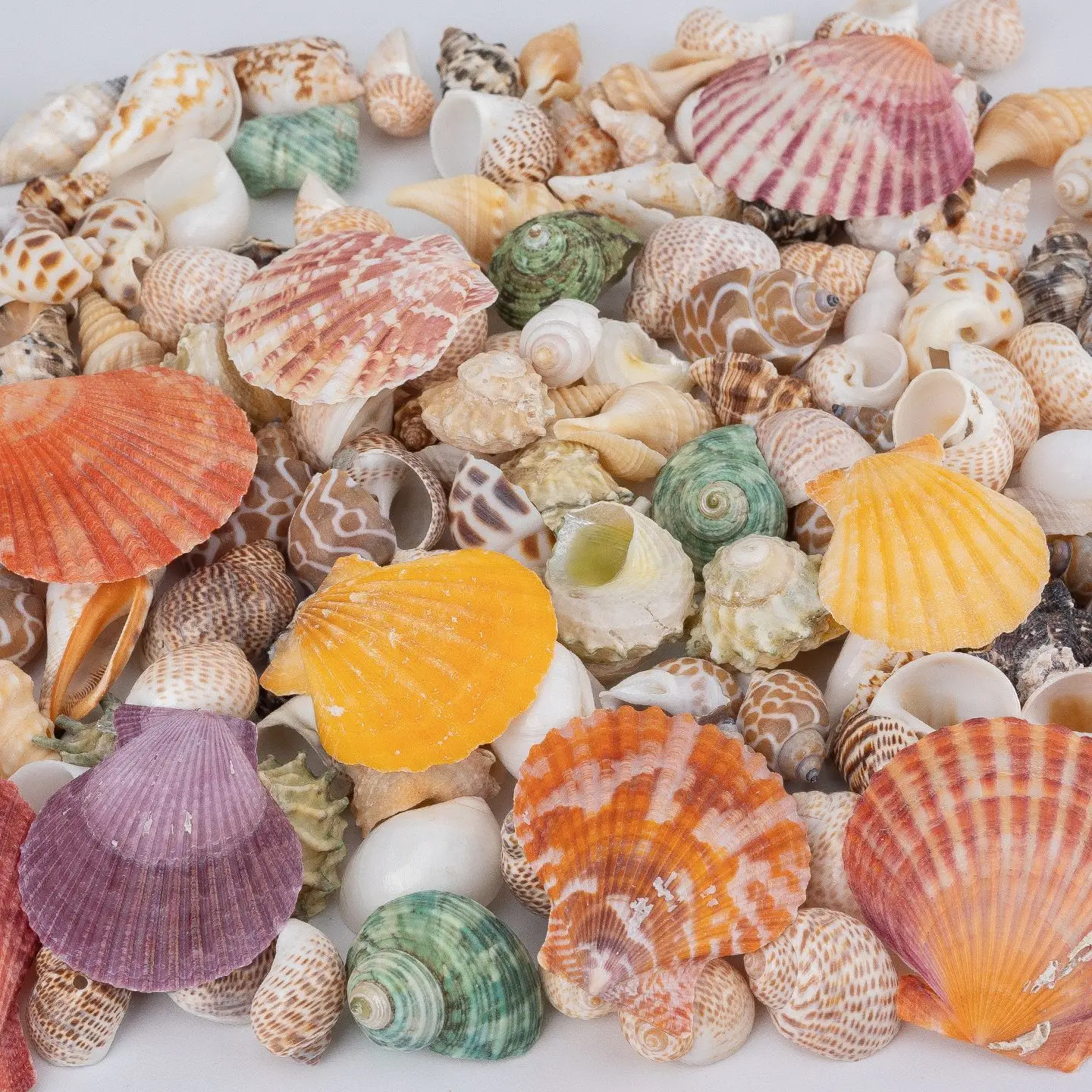 Natural Seashells Seashells Starfish Fish Tank Landscaping Handmade DIY Materials Large Scallops Wind Chimes Home Decoration