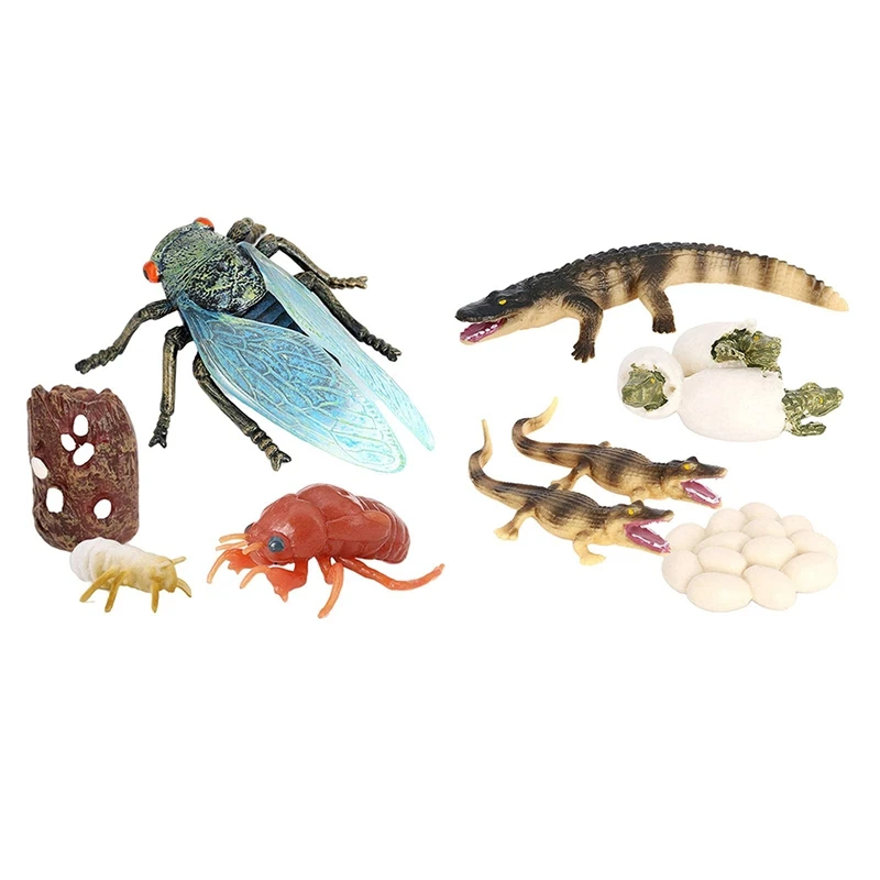 1 Set Cicada And Crocodile Life Cycle Insect Growth Cycle Models Simulation Kids Cognitive Educational Toys