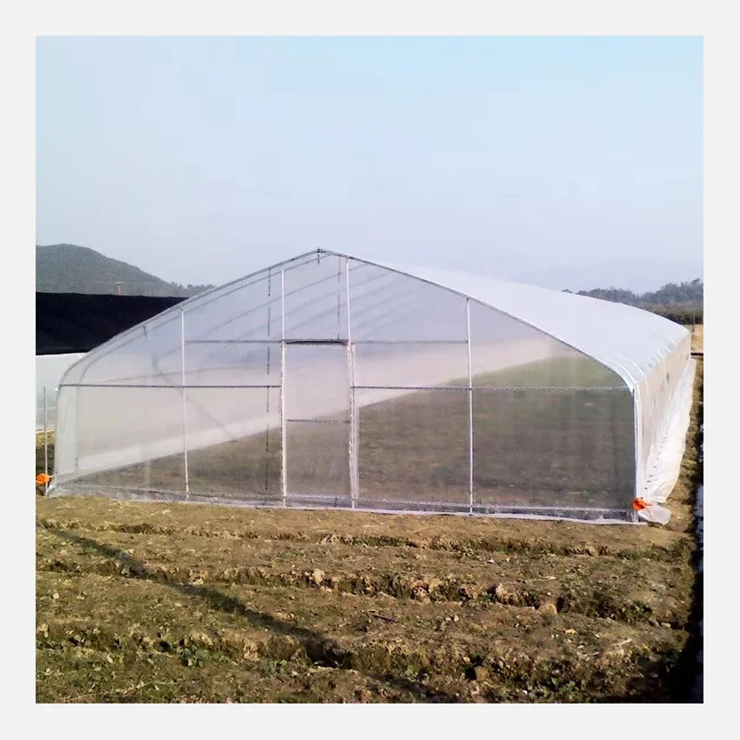 Stocked 8x30 Meter Agricultural Commercial Vegetable  Plastic Film Tunnel Greenhouse For Tomato Rose Mushroom