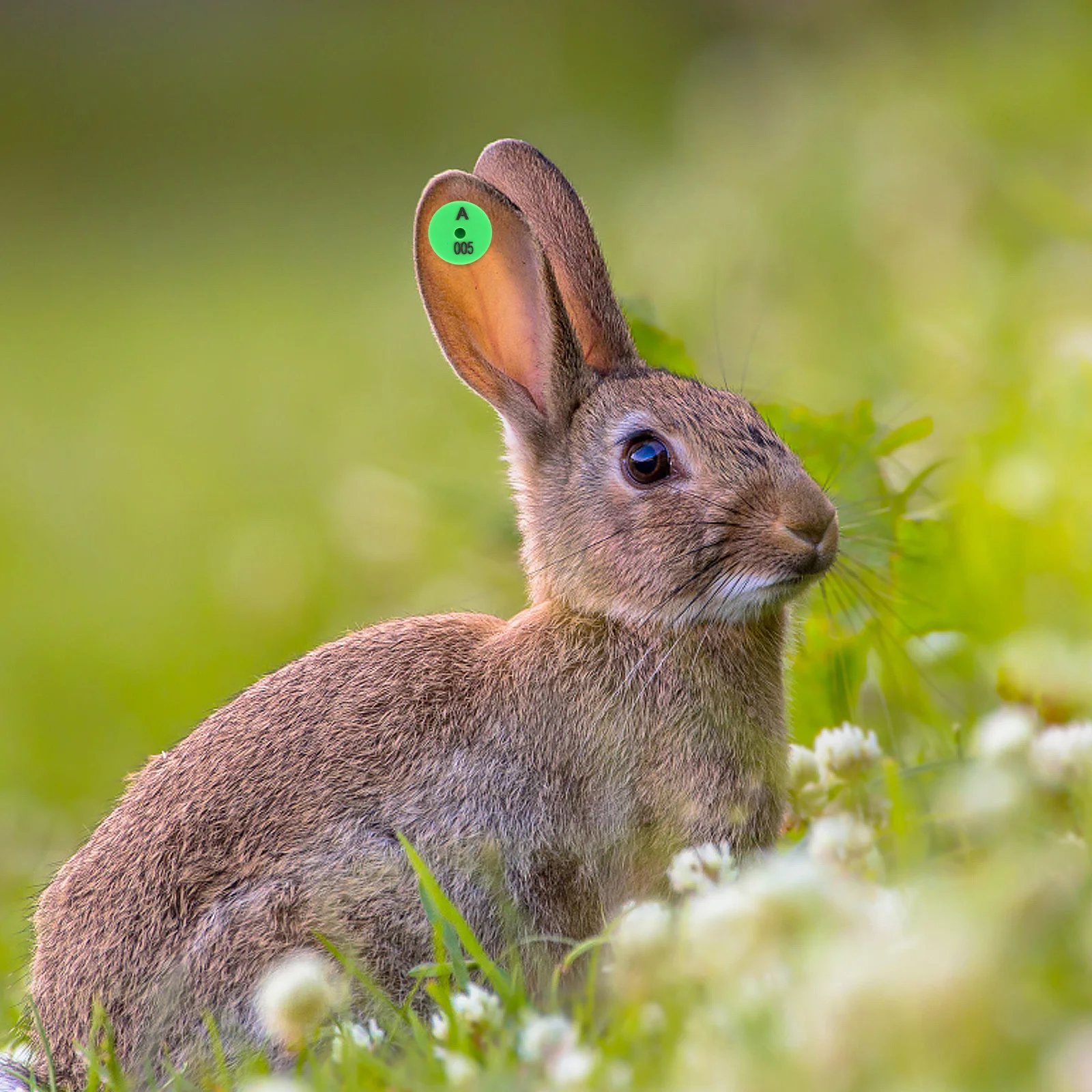 100Pcs Durable Rabbit Ear Tags Number Identification for Animal Tracking Farm Marking Supplies Rabbit Ear Tags