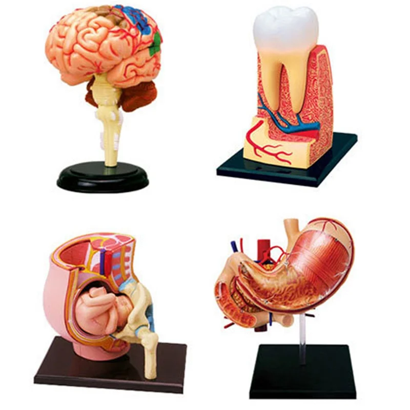 EF--Torso Human Body Model Removable Parts Education Organs Model For Teaching Study Class Students