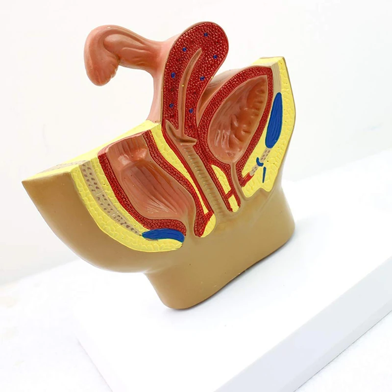 Female Pelvic Anatomical Model Medical Educational Training Aid Dropshipping