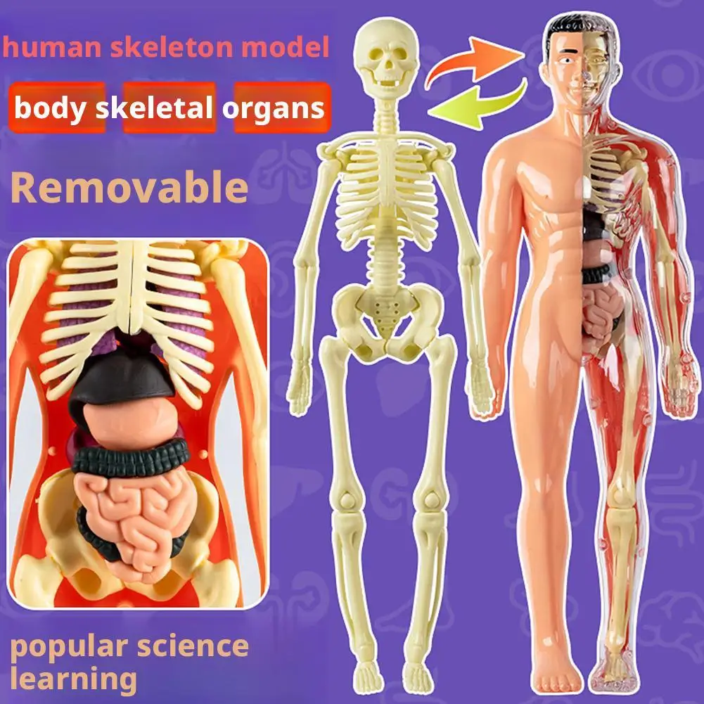 

3D Human Body Torso Model for Kid Anatomy Skeleton Removable Simulation Organ and Skeleton Detachable Bone 3D Human Body Torso