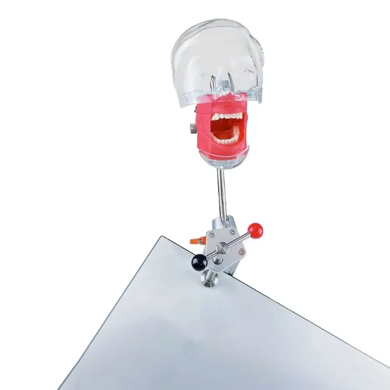 High quality dental model simulation practice simulator