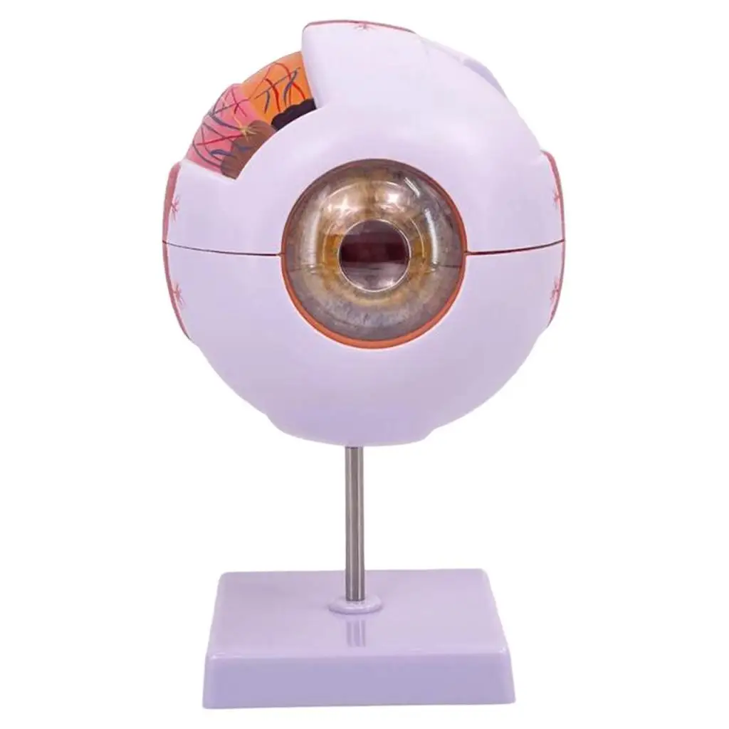 نموذج تشريحي للعين البشرية نموذج عرض مقلة العين الموسع لمعرض البحوث البيولوجية للمختبر والفصول الدراسية للطلاب