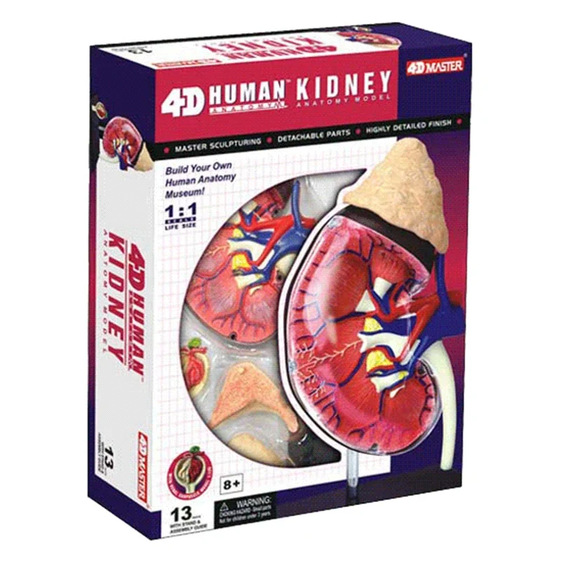 Authentic 4D  puzzle puzzle toy 4D master human body assembly model kidney model for medical use