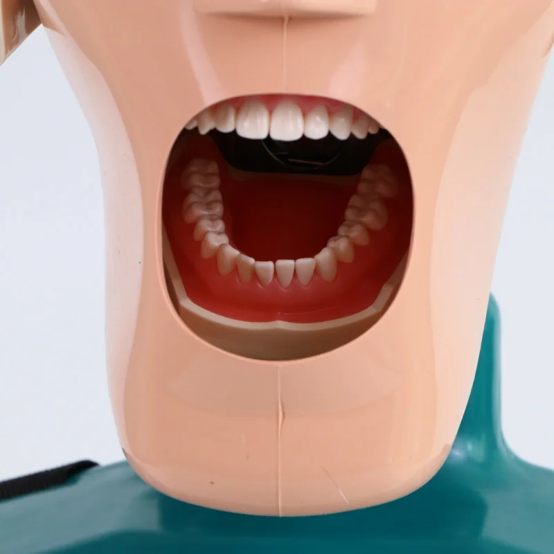 Dental Education Phantom Manikin Head with Torso Dental Simulator Model