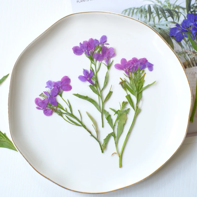 6 قطع/8-13 سم، زهور اللوبيليا إيرينوس الطبيعية المجففة والمضغوطة مع سيقان، بتلات يدوية الصنع للمكياج، فن الأظافر، مجوهرات الراتنج، فواصل الكتب