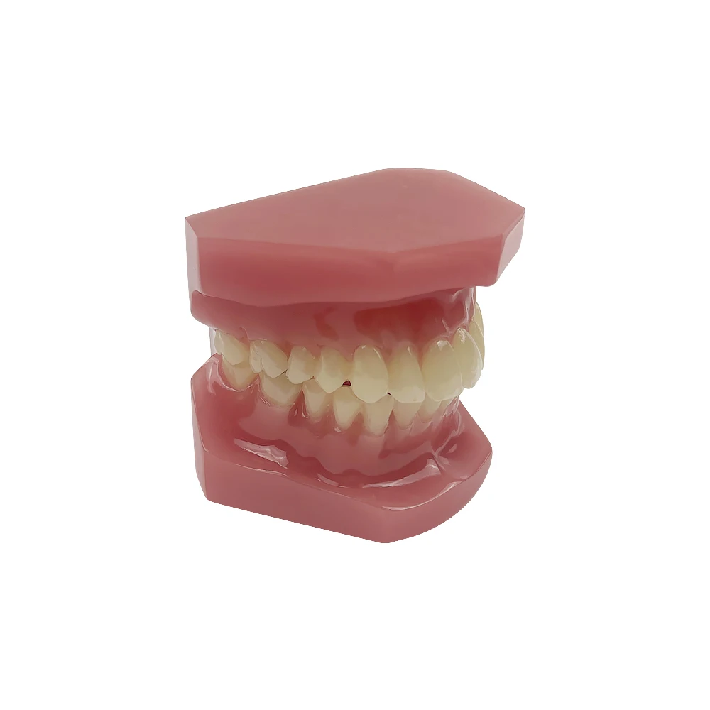 Dental Standard Teeth Model Teaching Resin Study 28 Tooth Typodont Model for Dentist Student Training Education Demonstration