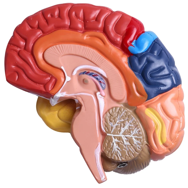 Cerebral Anatomical Model Anatomy 1:1 Half Brain Brainstem Teaching Lab Supplies