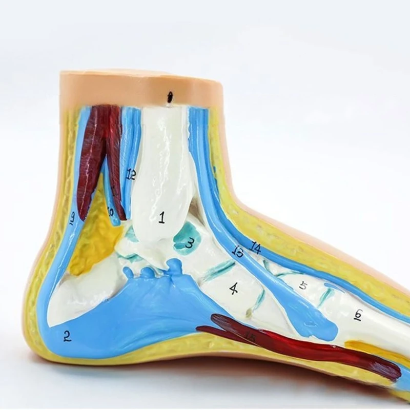 Foot Anatomical Model, Including Bones, Muscles, Ligaments, Human Foot Anatomy Model Teaching Prop with Digital Signs