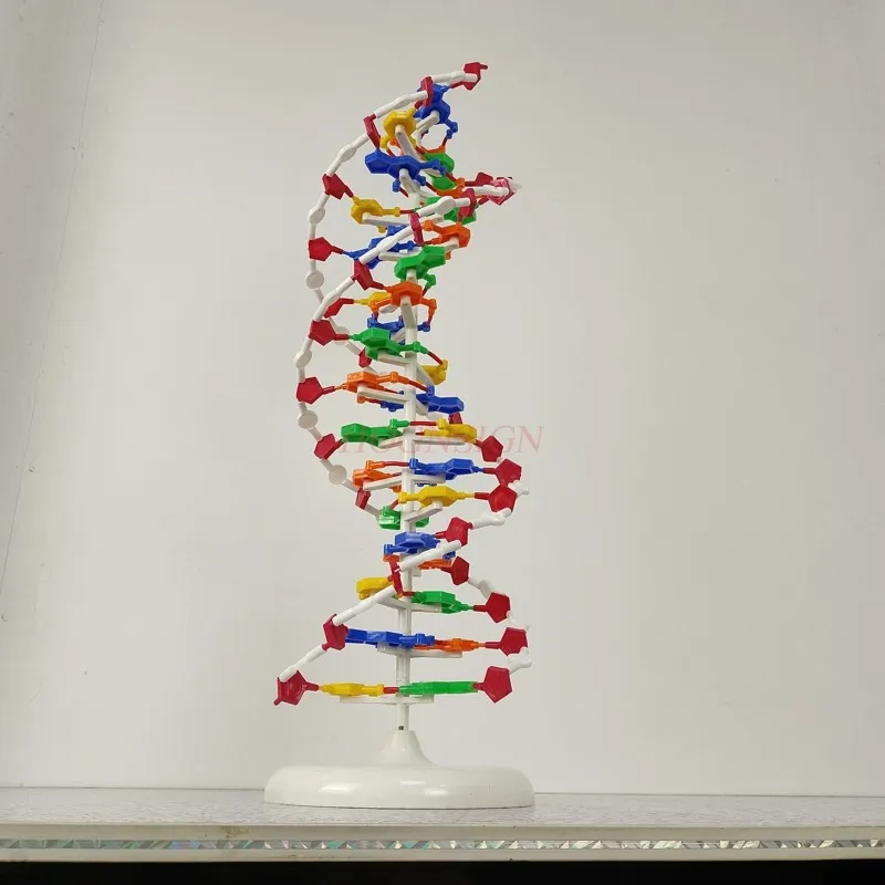 molecular instrument DNA double helix structure model High school DNA molecular structure model teaching aids