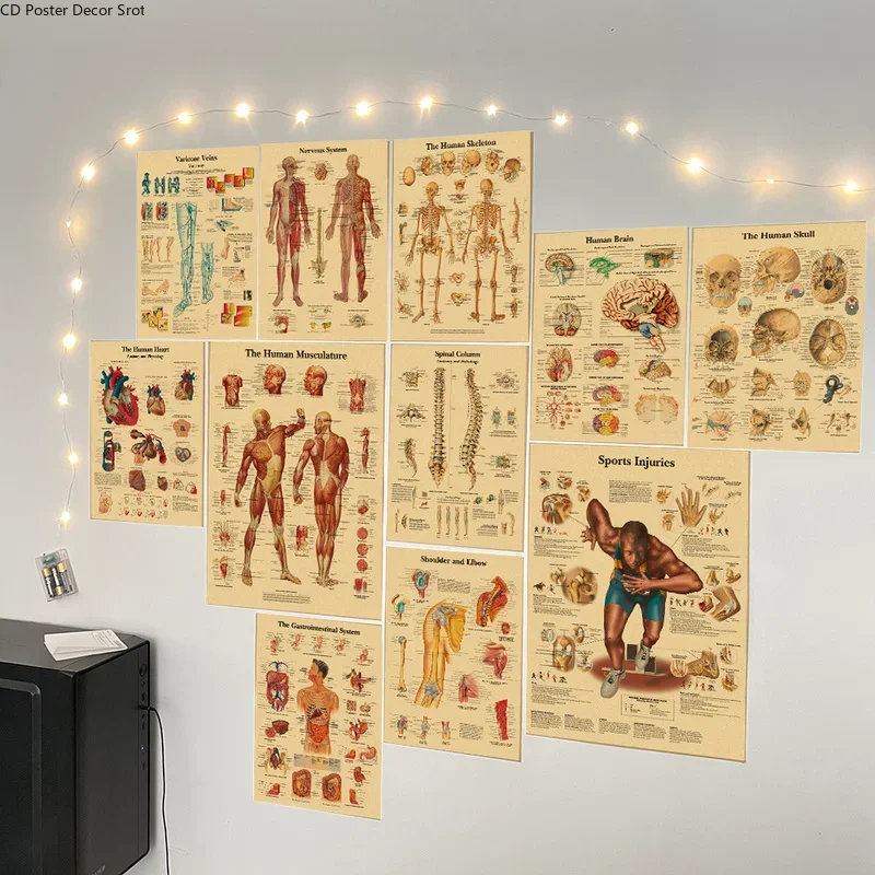 هيكل الجسم ريترو المشارك التشريح وعلم وظائف الأعضاء كرافت ورقة الهيكل العظمي الملصقات المنزل غرفة طبية فن الديكور طلاء جدران #4