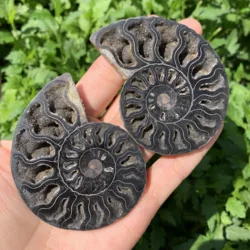 80-100g Natural Conch Stone Black Ammonite Madagascar Teaching Specimen