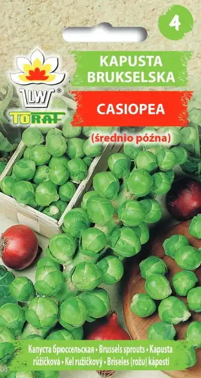 Cabbage Brussels Casiopea 2G TORAF vegetable cabbage seeds