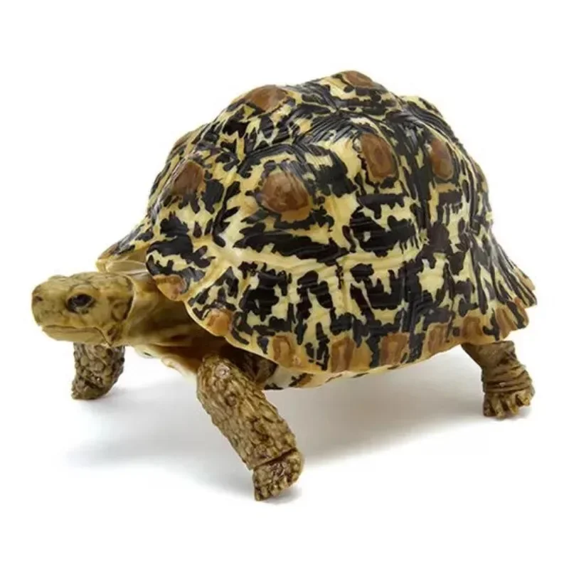 Biology Illustrated Guide Leopard Tortoise Different Style Gashapon Collection Ornament Figure Model Toys