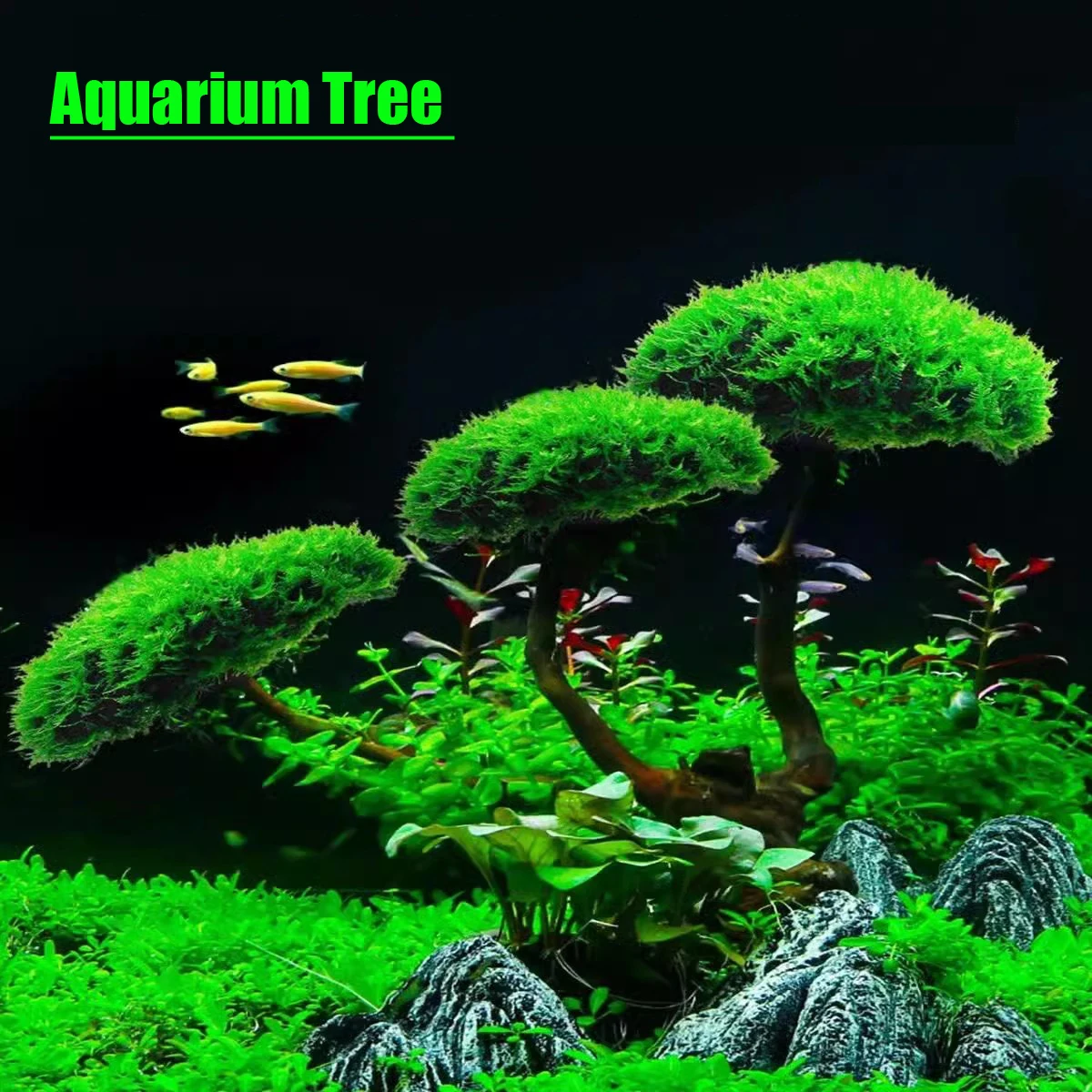 Aquarium Decoration…