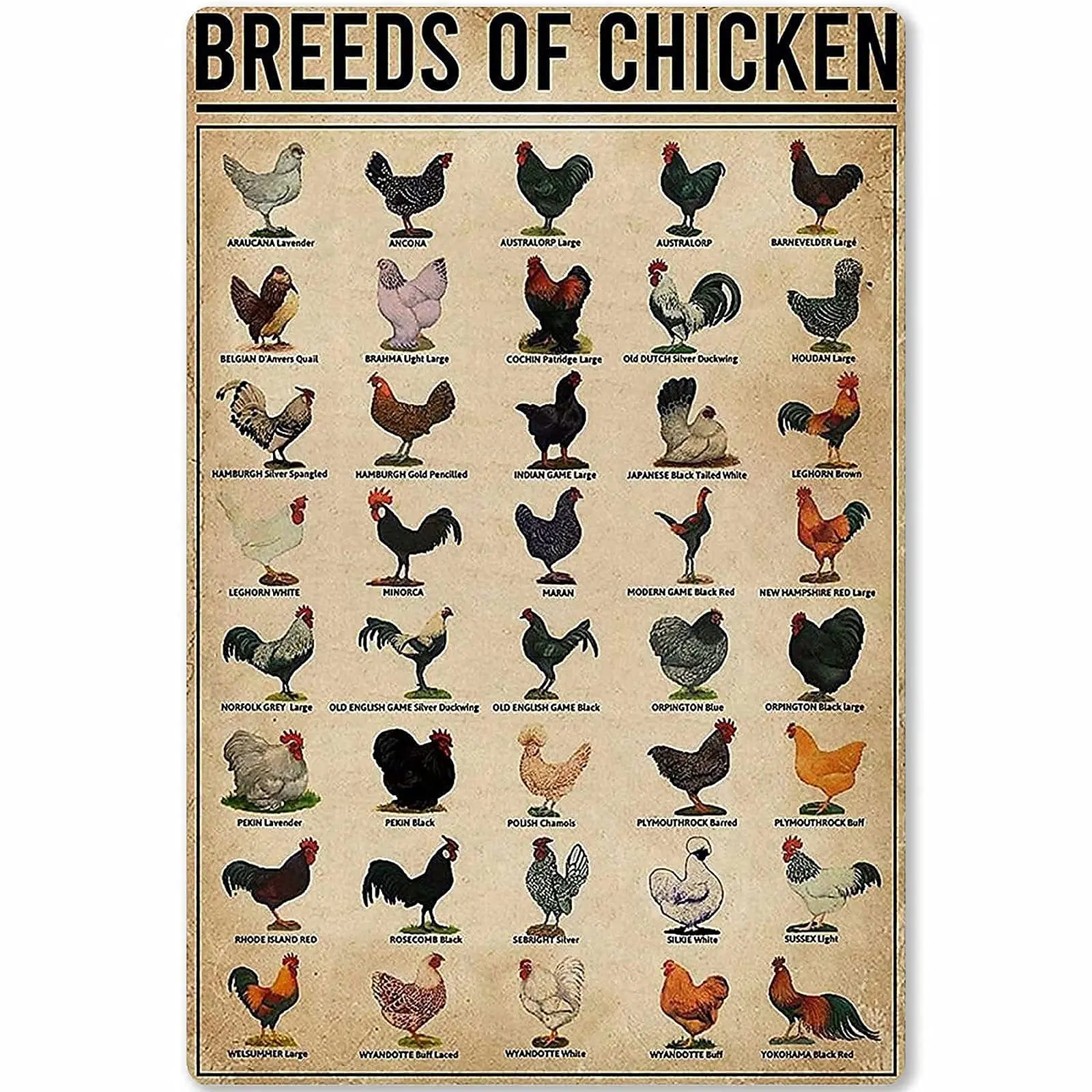 

Breeds of Chicken Tin Sign Metal Sign Metal Sign Tin Sign Wall Art