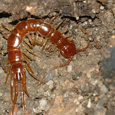 

Metal Upgrade Chassis Frame & Gearbox Mount for MN 1/12 Tank 300 MN300 RC Car Spare Parts