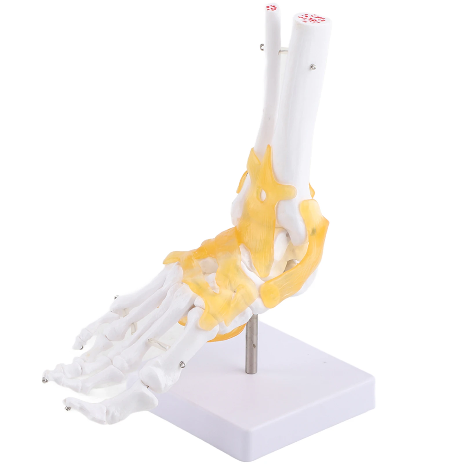 Adult Human Skeleton Ligament Foot Ankle Joint Anatomical Model