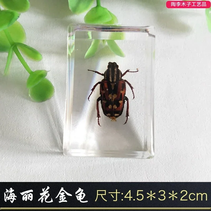 Real Insect Specimen Resin Scarab Spider Scorpion Beetle Specimen Marine Plant Teaching Kids Christmas Gift Box Room Home Decor