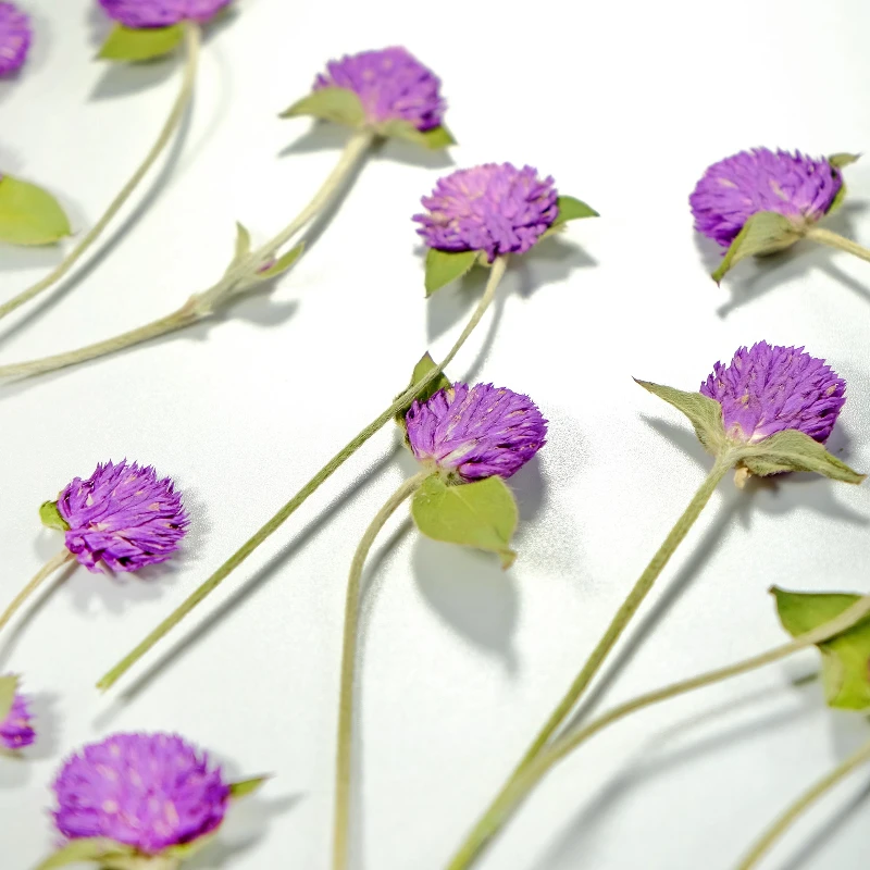 12 Stück, Natur Gomphrena Globosa L Trockenblume Geprägt Zweig Rosa Blume Lila Pflanze Handgemachte Pflanze Fotorahmen DIY Urlaubskarte – Detail 3