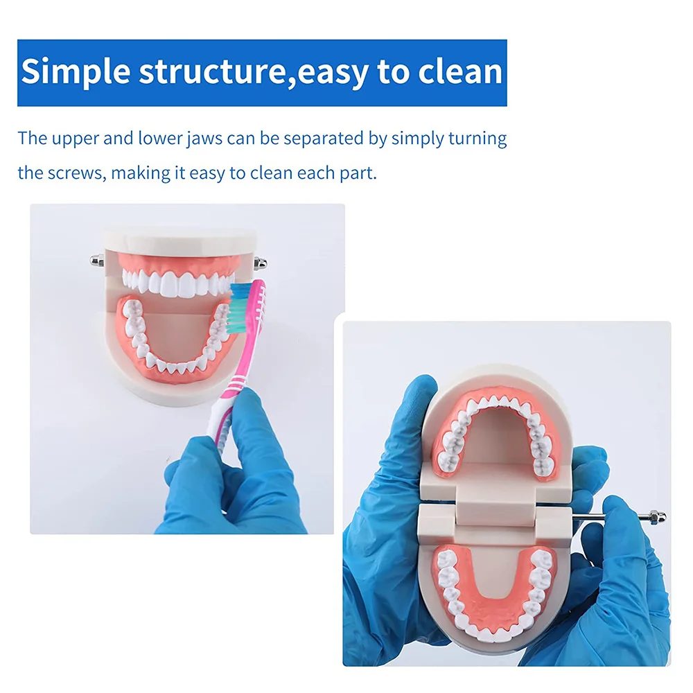 2 Pack Standard Dental Teeth Model - Dental Mouth Model Human Teeth Model Tooth Brushing Model for Teaching Studying