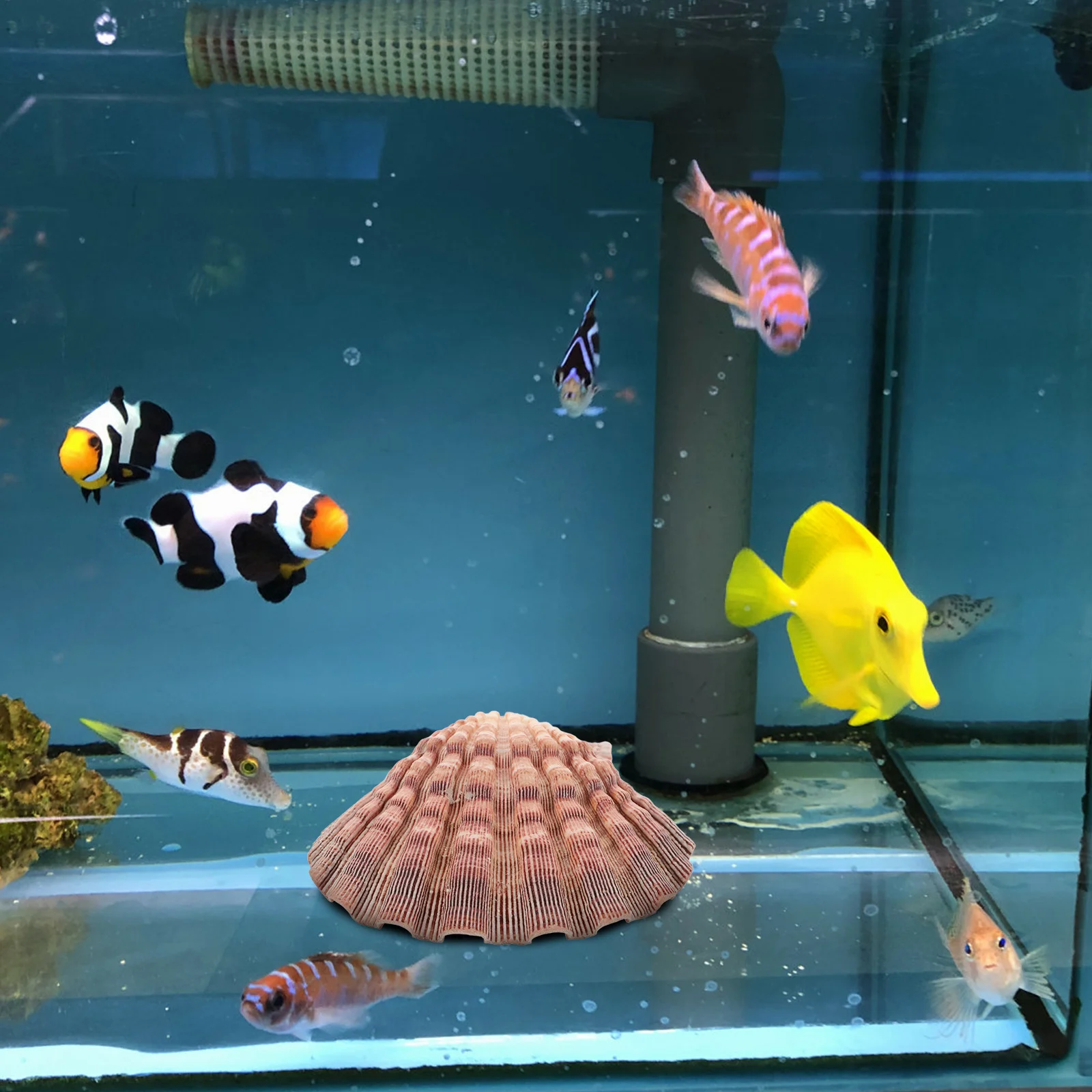 

White Decorative Seashell for Fish Tank Kindergarten DIY Craft Sea Shells for Decorating Beach Sea Shell Ornaments