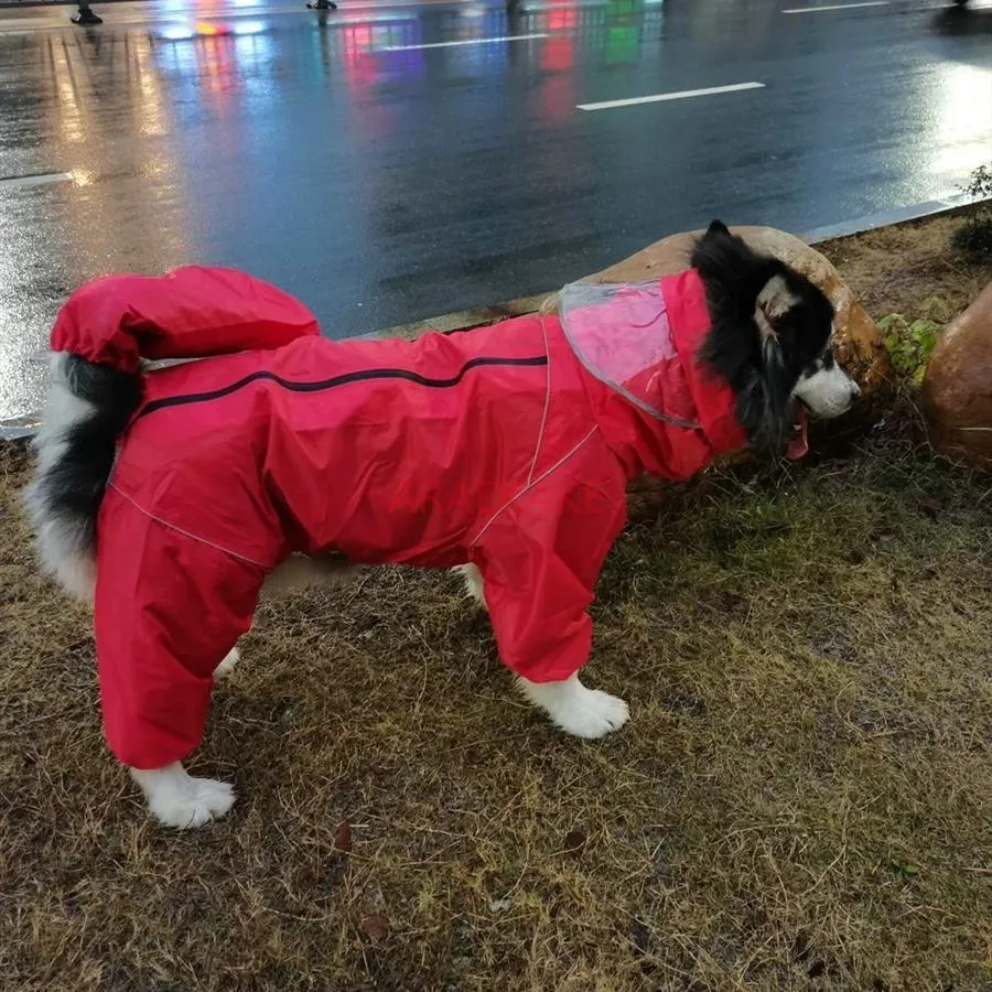 Pet dog, big dog, medium to large dog, golden haired Samoyed, Alaska, all inclusive raincoat, hooded bag, tail rain gear