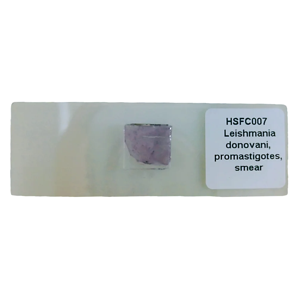 1 Pieces Whloe Mount Leishmania Donovani Promastigote W.M Microscope Prepared Slides