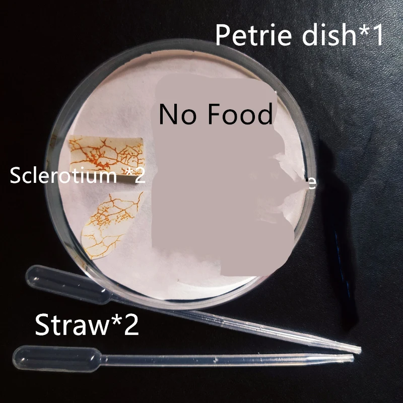 Adesivo Microscape Slime Mold para Crianças, Educação Científica Brinquedos, Physical Polycephalum Bacteria Sclerotium, Animais de estimação criativos, Aprendendo Biologia