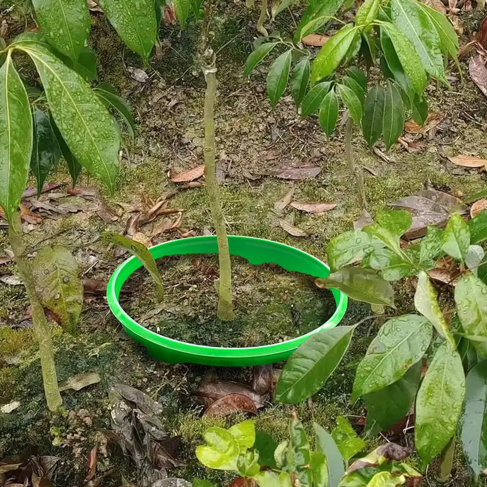 

Planting Rings 6 Pieces Garden Cloches Decorative Protective Ring For Outdoor Lawn Yard Greenhouse Vegetable Shrub Flower Bed