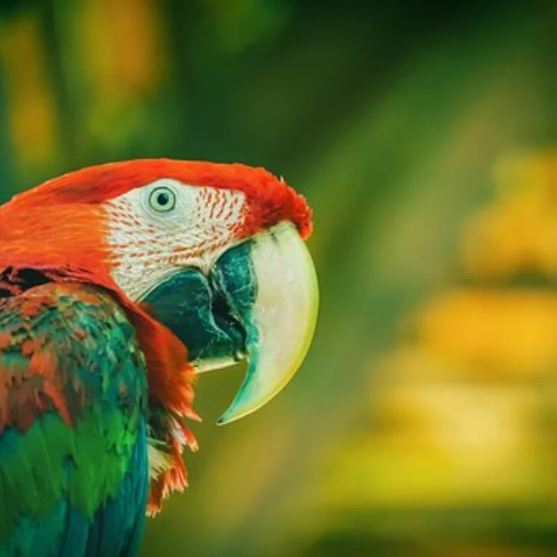 

Металлический сервопривод 284131 для WLtoys 284131 284010 284161, сменный аксессуар, детали для модификации модели радиоуправляемого автомобиля, сервопривод