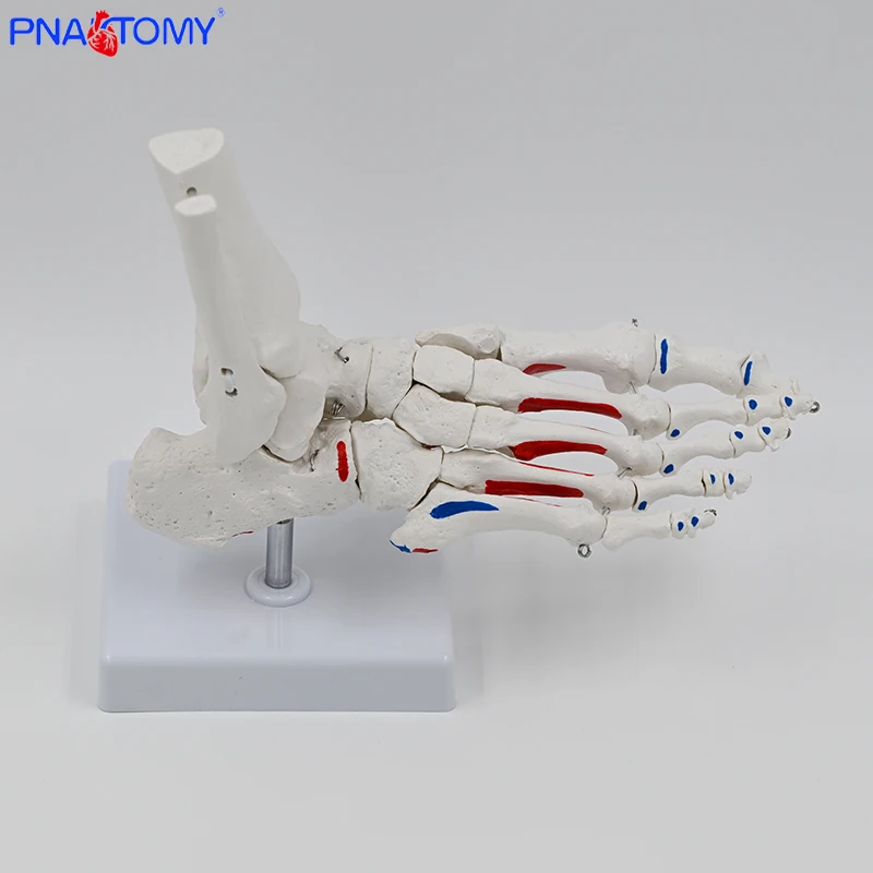 1:1 Medical Foot Joint Model Foot Ankle Joint Orthopedic Specimen Skeletal Model Simulation