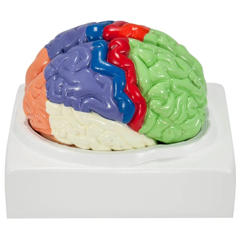 Human Brain Model Anatomy With Colored And Labeled Regions, 2-Part Human Brain Model Disassembled - Includes Base