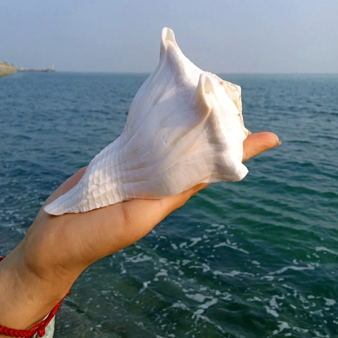Natural Conch Shell Conch Fish Tank Ornaments Special Conch for Collection view 4
