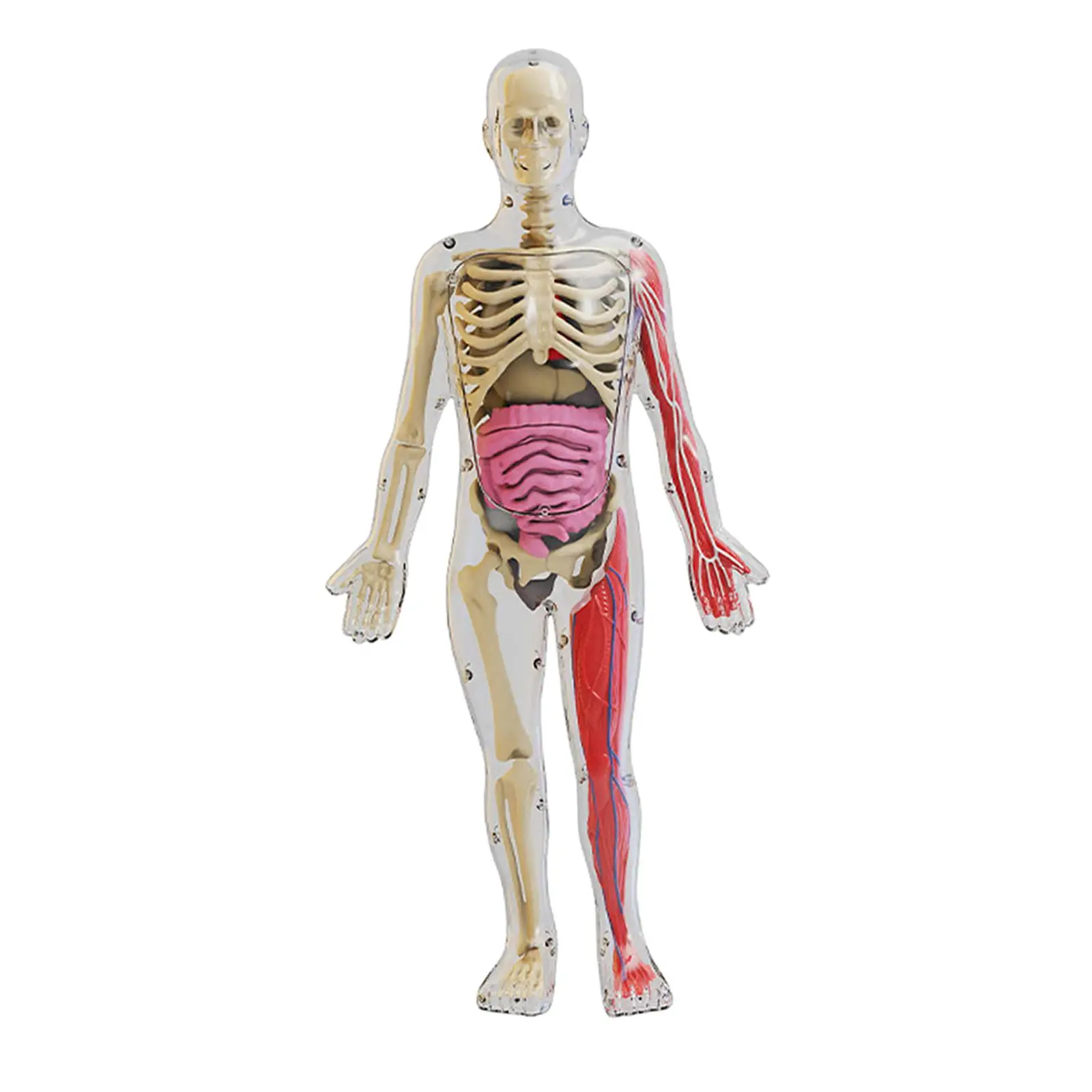 

Toys Interactive Human Body Teaching Props for Teaching Tool Home Preschool