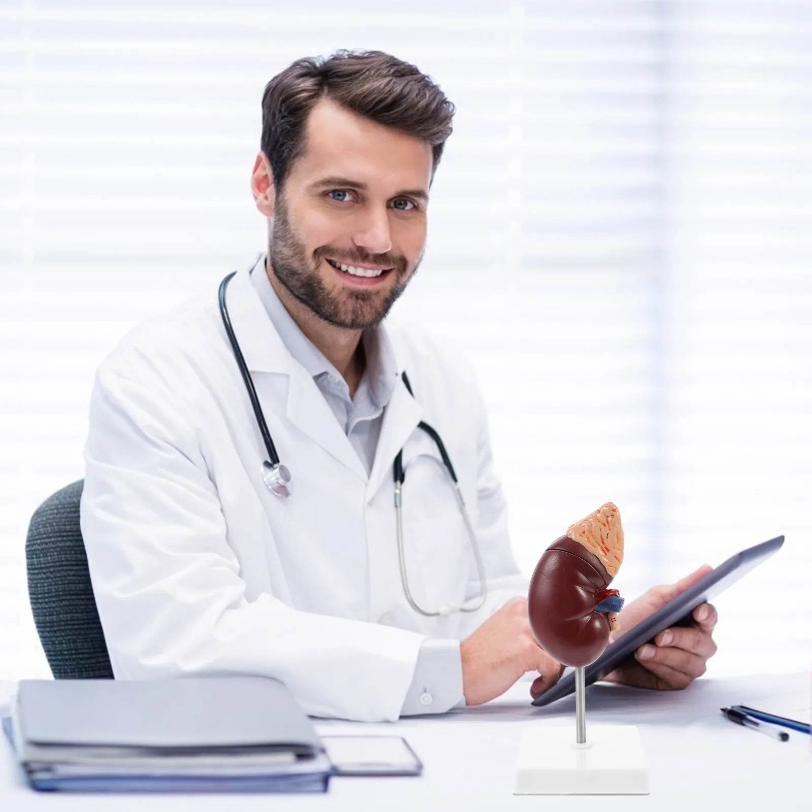 

Анатомическая модель почки (1 шт.) для обучения, демонстрационный образец для изучения человеческого тела, медицинское учебное пособие