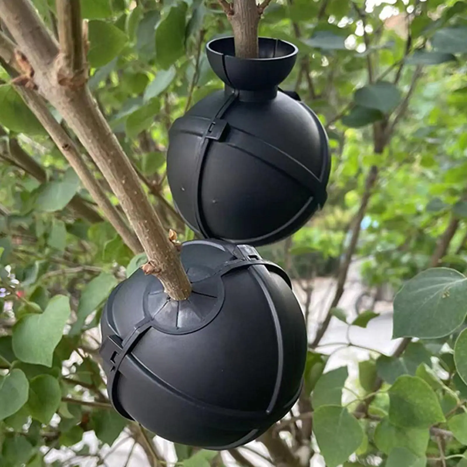 Root Ball Propagation Plant Propagation Ball Cuttings Grow Case For Fruit Tree Succulents Potting Substrate Transplanting Care