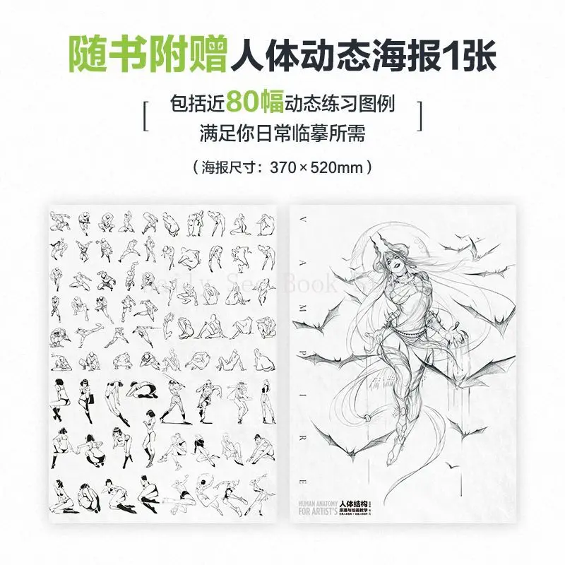 Human Body Structure Principle and Painting Teaching, Illustration Character Structure Modeling Painting